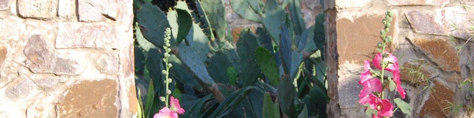 A stone archway with flowering plants and cacti.