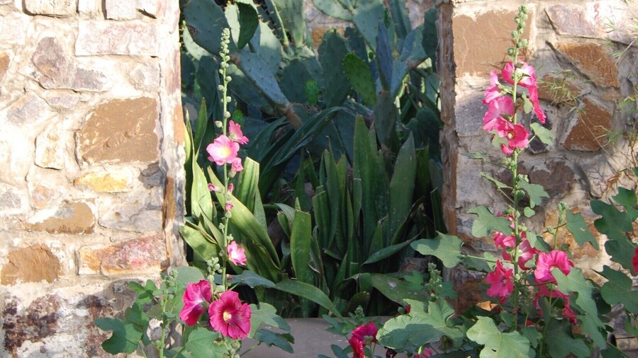 The Garden of the Five Senses is an incredible garden that takes you out of "Dusty Delhi" and into paradise. The garden is large with many different areas, sculptures, ponds, cafes and more. I would recommend anyone in the area to check it out!