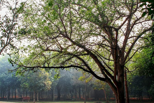 Un grand arbre dans un parc, avec un banc en arrière-plan.