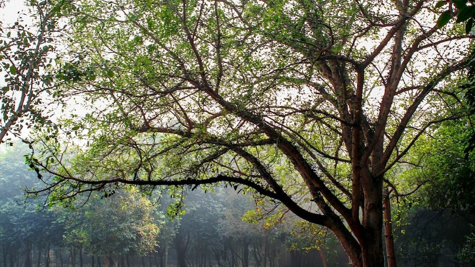 A large tree in a park with a bench in the background.
