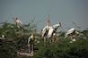 Sunder Nursery