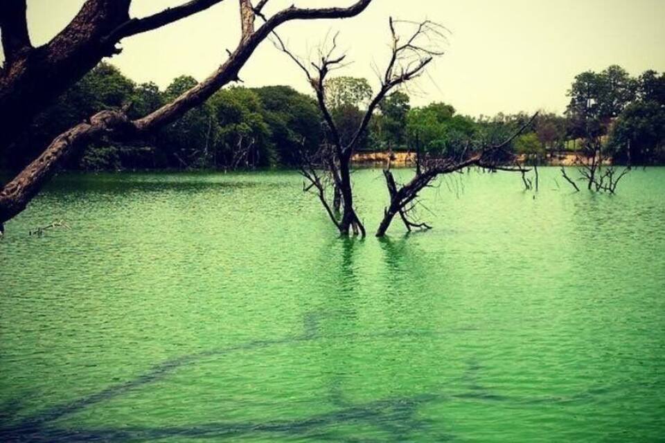 A body of water with greenish tint, surrounded by trees, some of which are dead or uprooted.