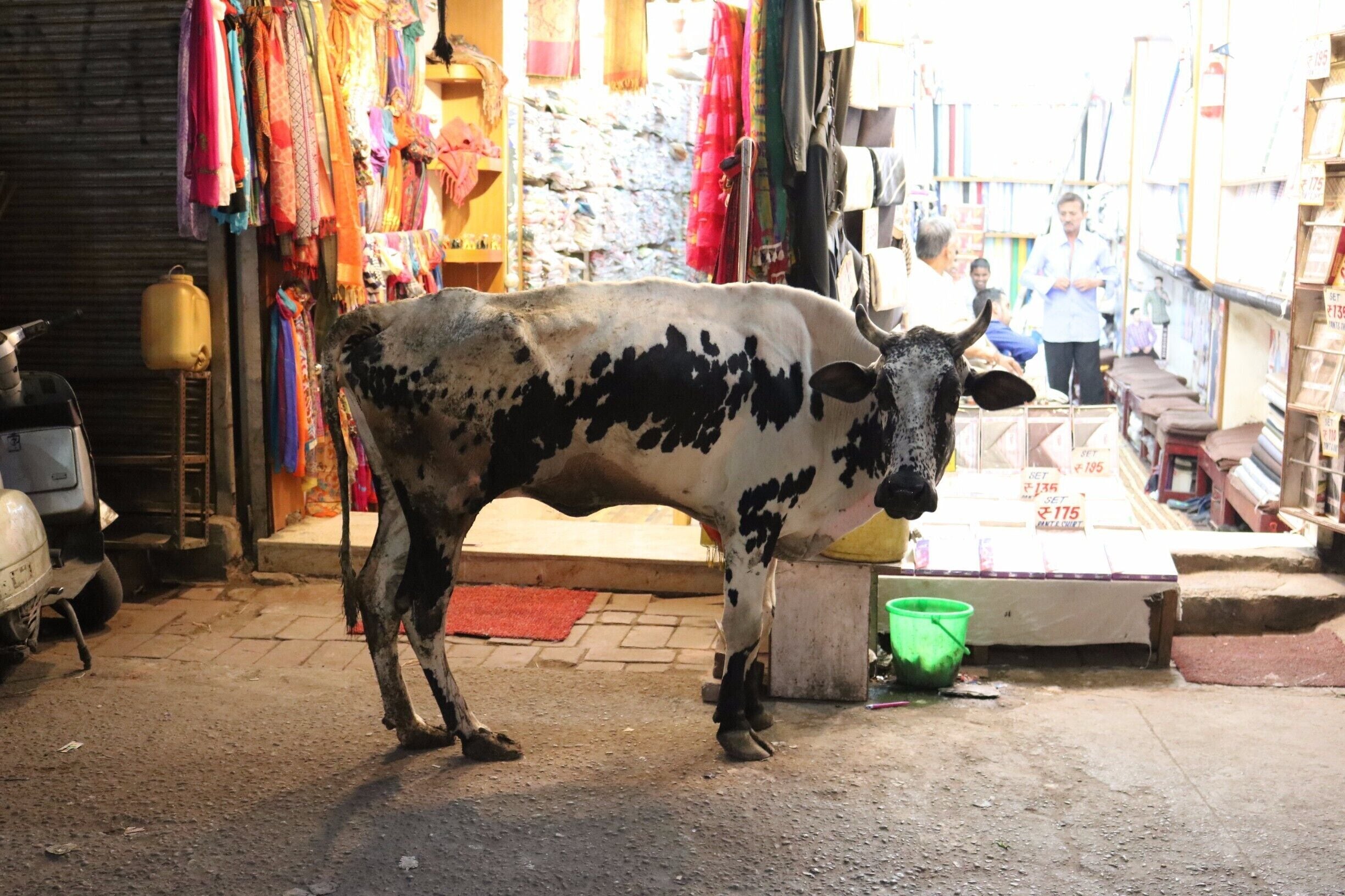 Delhi made me feel like I was on Noah's Arc. 
P.S. Cows like shopping at the night market too.