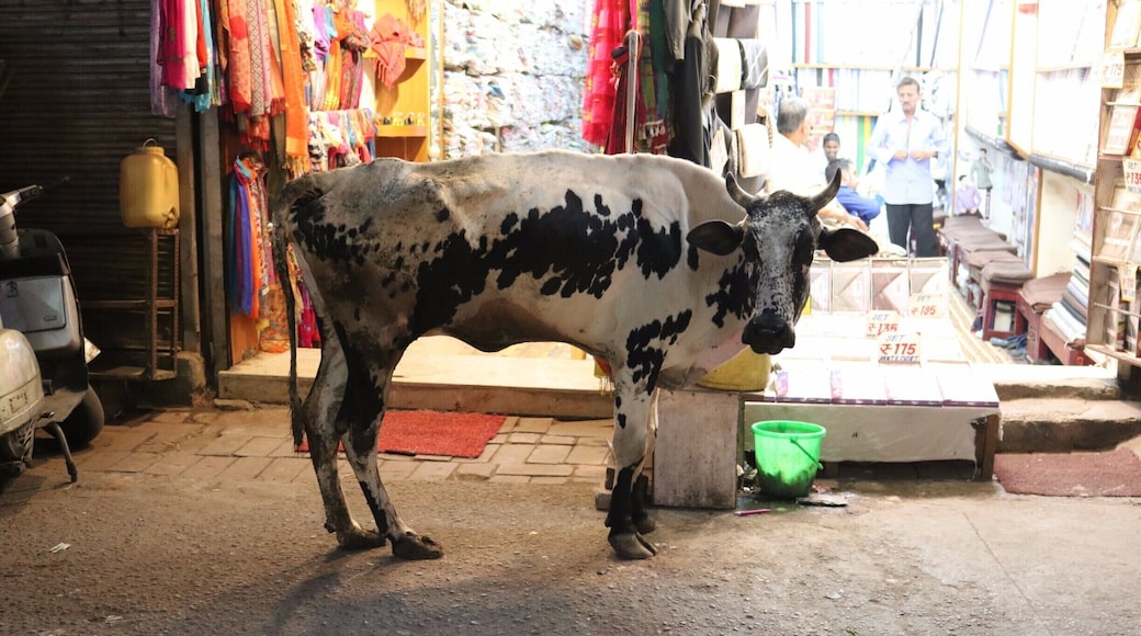 Delhi made me feel like I was on Noah's Arc.
P.S. Cows like shopping at the night market too.