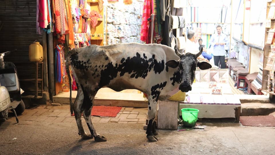 Delhi made me feel like I was on Noah's Arc.
P.S. Cows like shopping at the night market too.