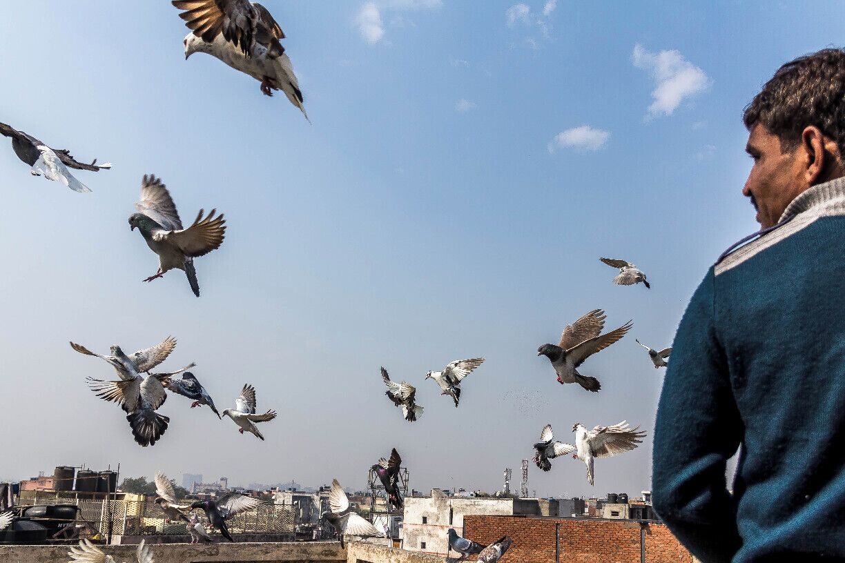 Pidgeon flying in Delhi, a very popular hobby, you will see them on the roof tops flying their pidgeons around.