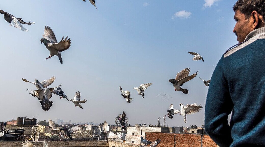 Pidgeon flying in Delhi, a very popular hobby, you will see them on the roof tops flying their pidgeons around.