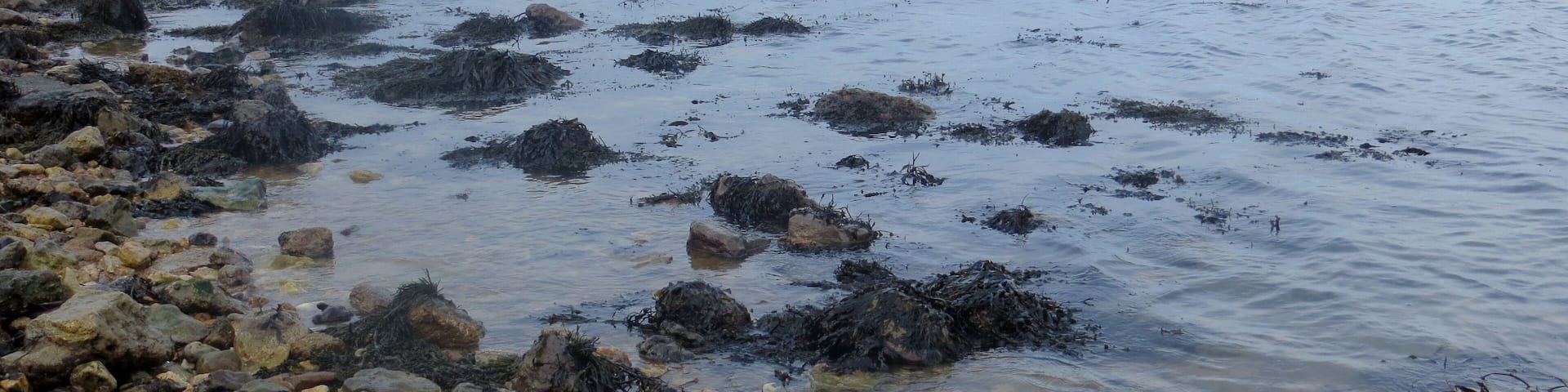 The Solent shore near Yarmouth - Feb 2015