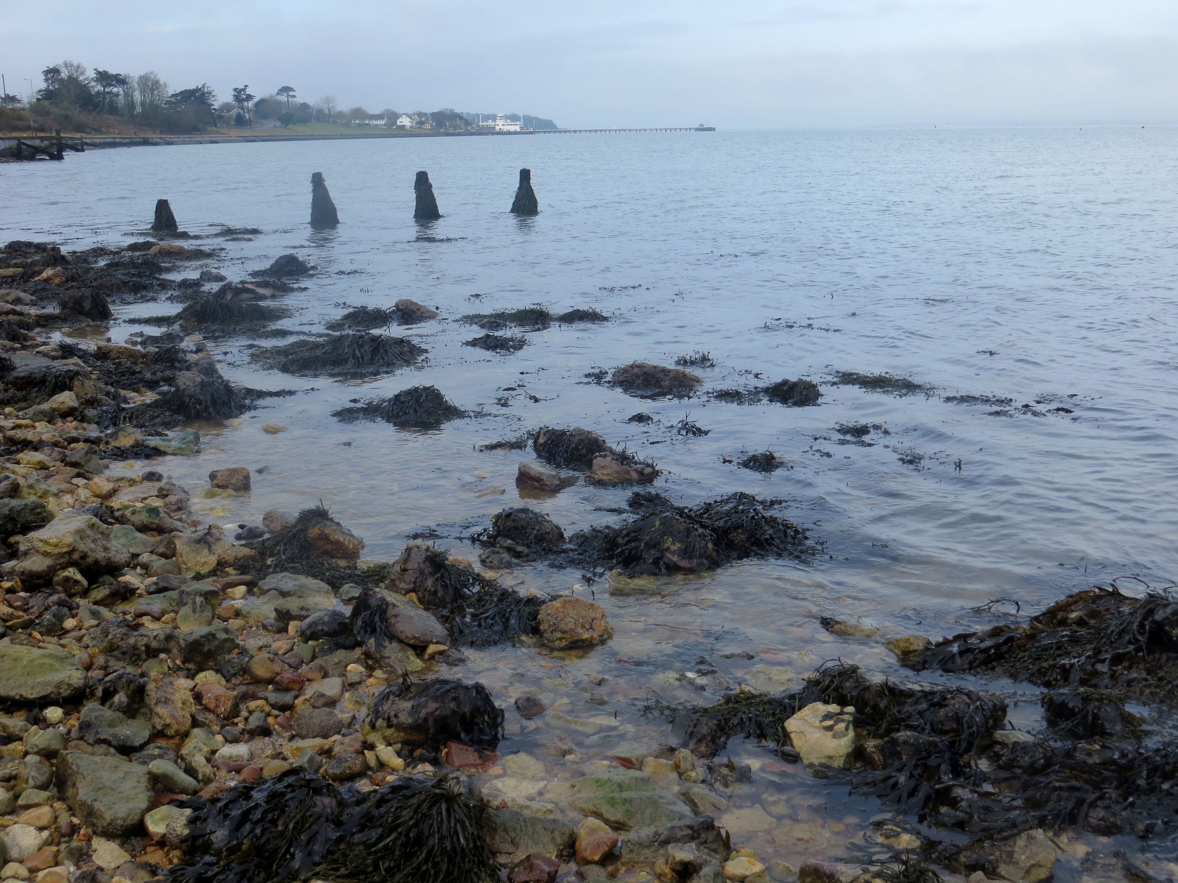 A rocky shoreline with seaweed and a pier extending into the water.