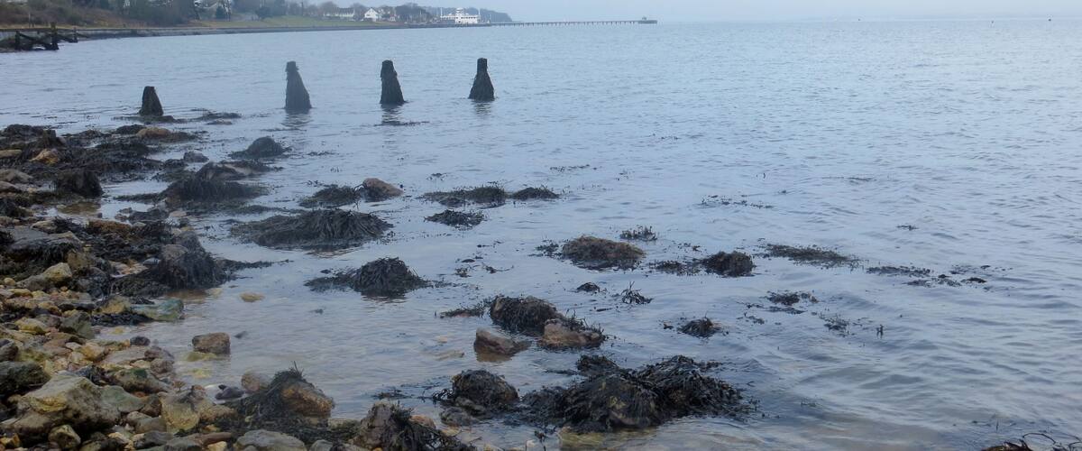 A rocky shoreline with seaweed and a pier extending into the water.