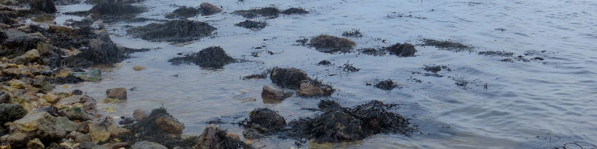 A rocky shoreline with seaweed and a pier extending into the water.