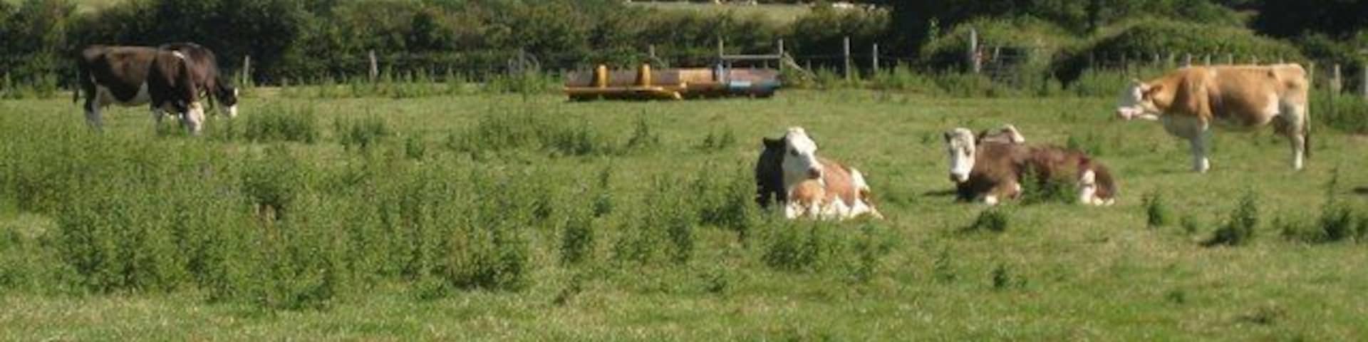 Looking north towards The Solent and the mainland from The Orchards Holiday Park