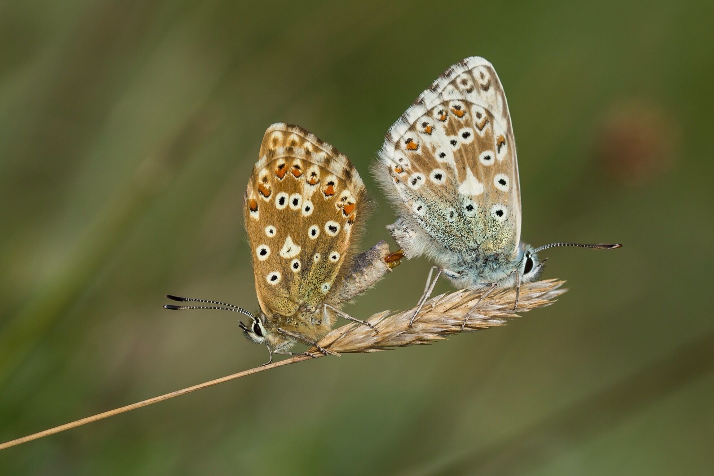 A pair of Chalk Hill Blue Butterflies mating. Just two of an estimated 4000 that emerged the morning we were at the right spot.