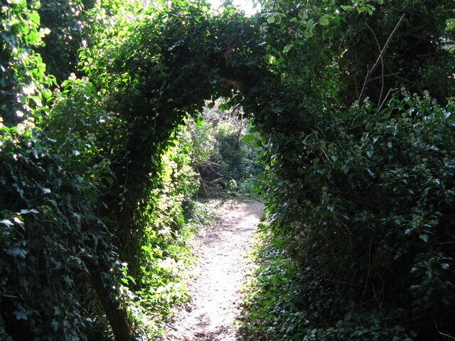 Natural Ivy arch over path near Findon Place