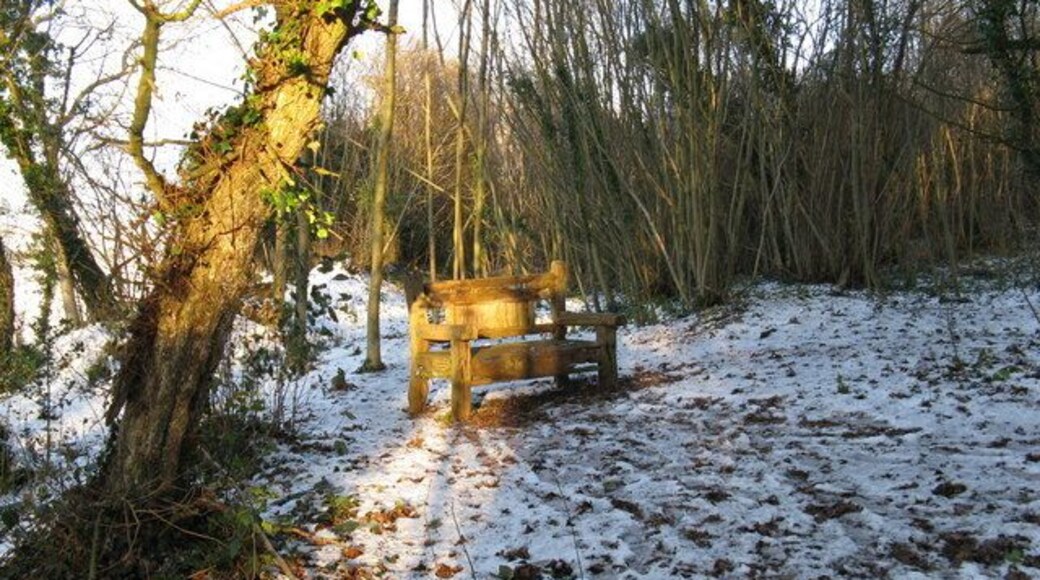 Rustic seat in the sunshine In the northern edge of Church Copse