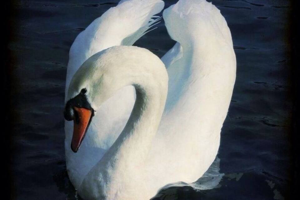 En hvid svane svømmer i vandet.