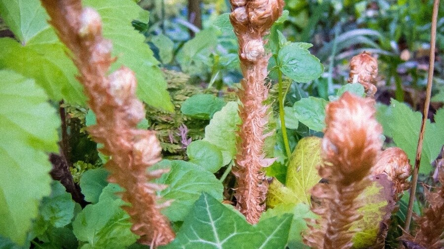 Unfurling Ferns