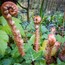 Unfurling Ferns