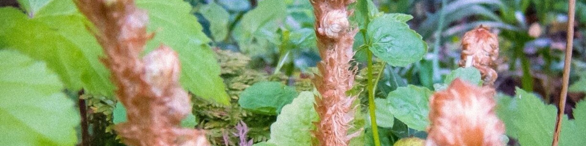 Unfurling Ferns