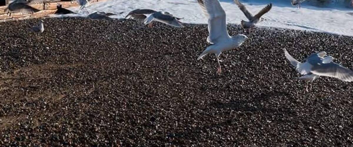 Seagull Feeding Frenzy