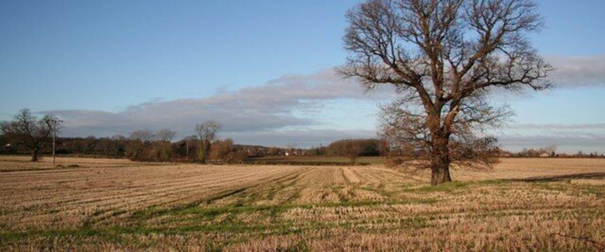 A rural landscape with a prominent leafless tree in the foreground and a field of crops in the background.