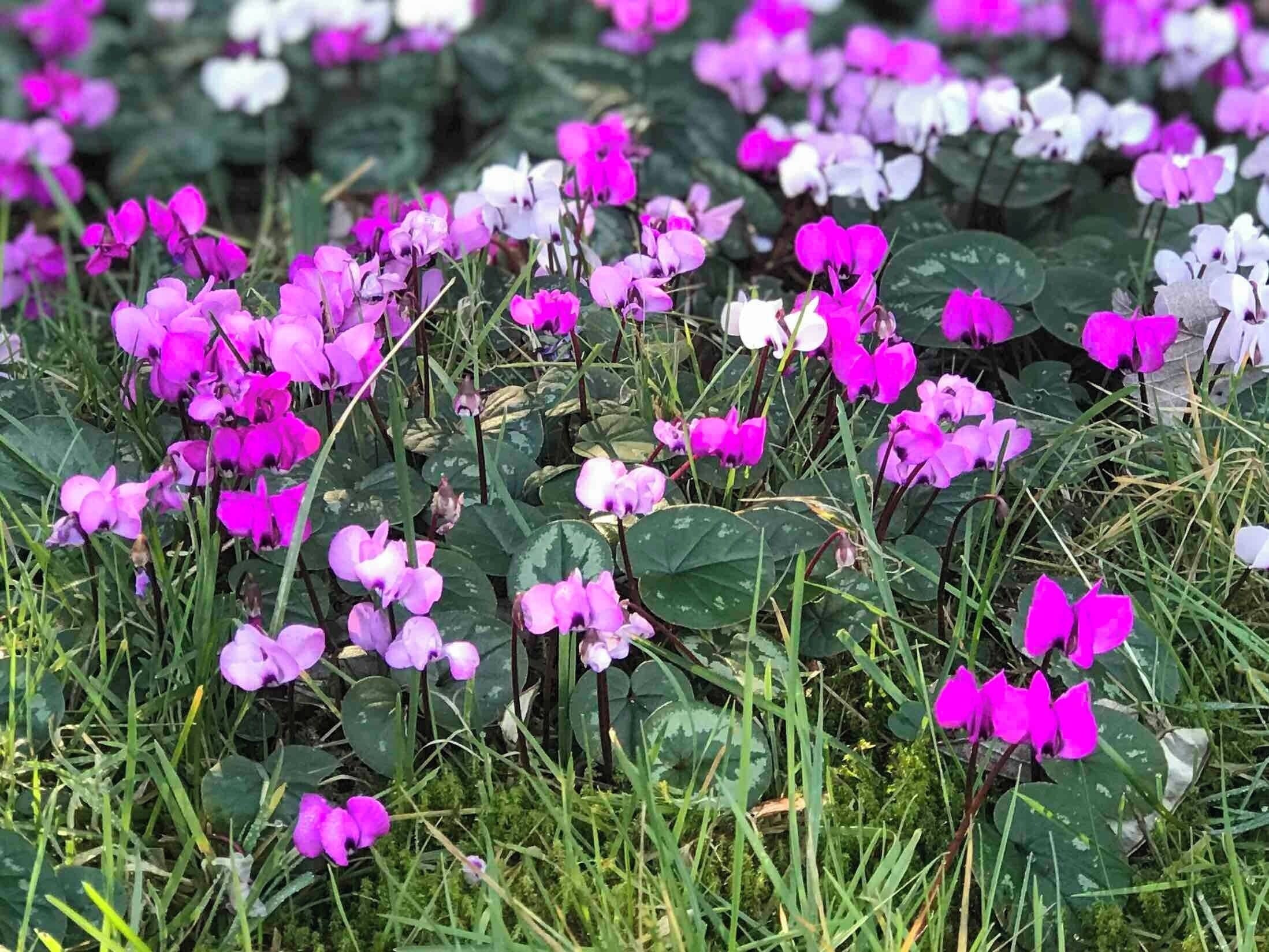 Wild cyclamen
