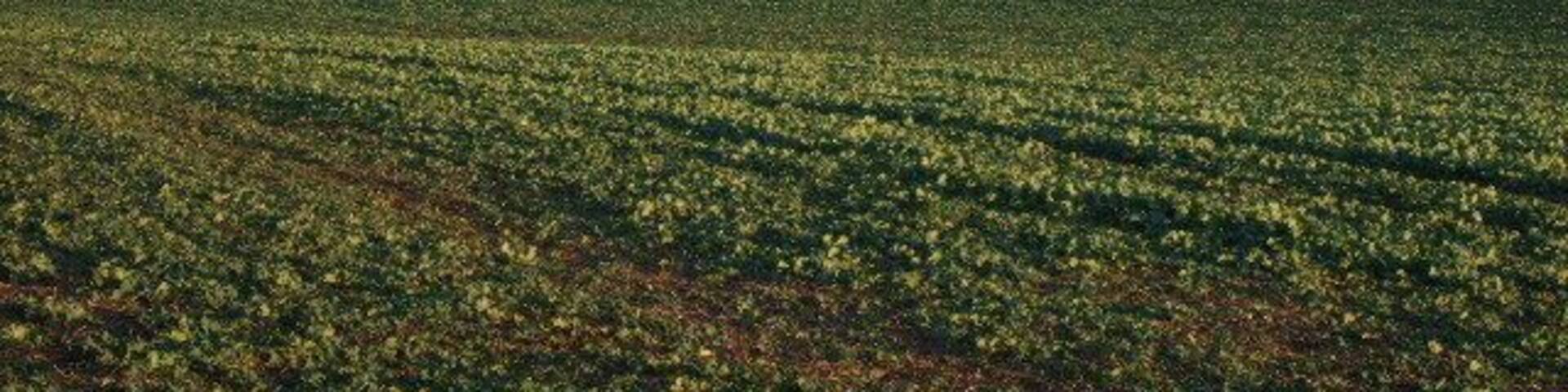 Countryside and fields From the viewpoint looking to Letwells Church.