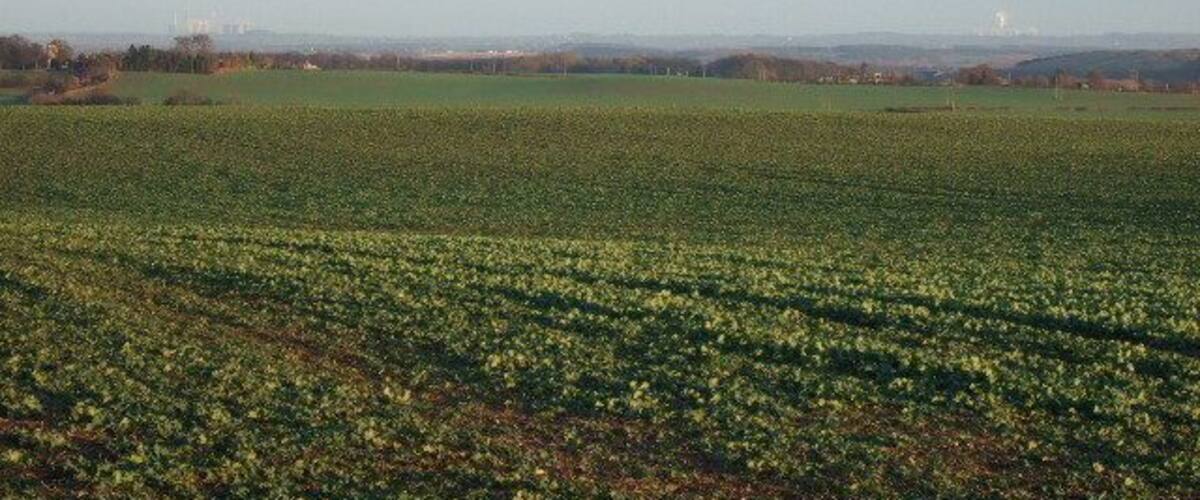 A vast agricultural field with rows of crops under a clear sky.
