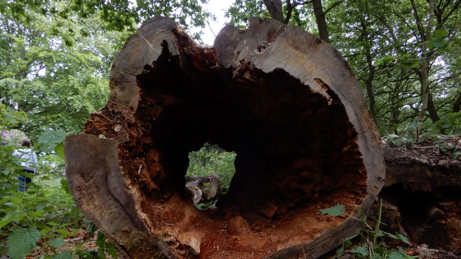 Dead log at Clumber Park