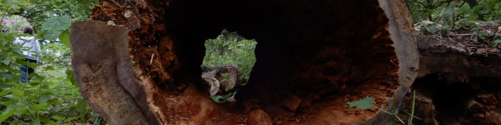 Dead log at Clumber Park