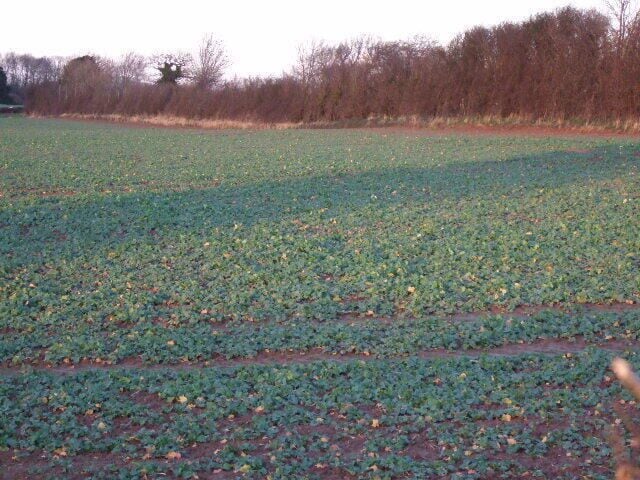 Field and hedge Last of the sunlight casting long shadows across the field.