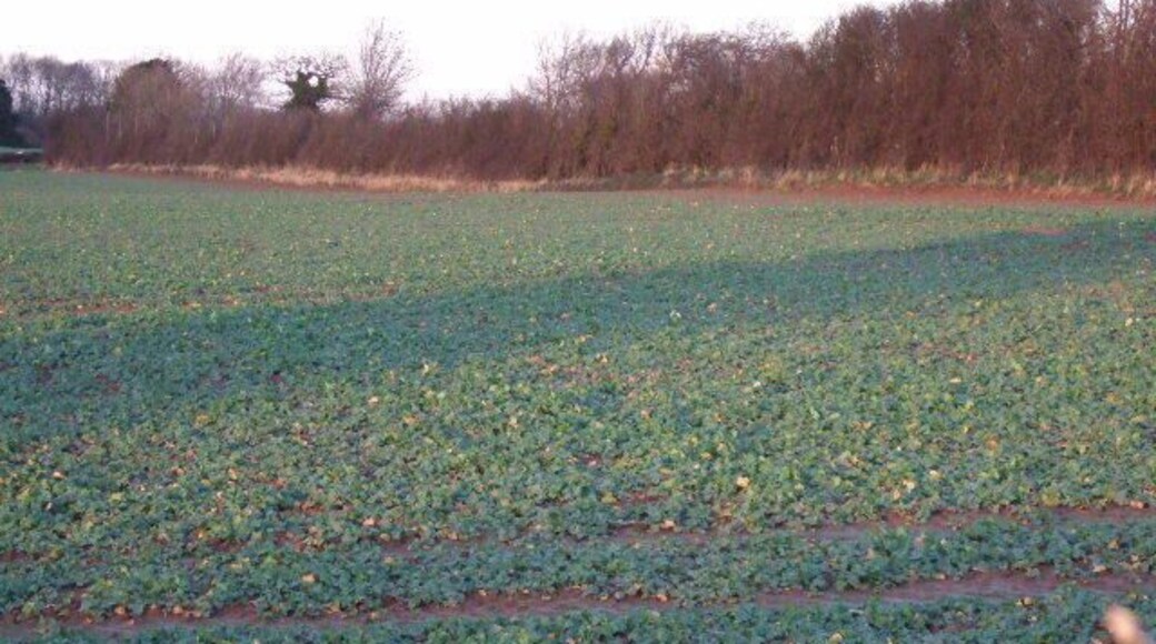 Field and hedge Last of the sunlight casting long shadows across the field.