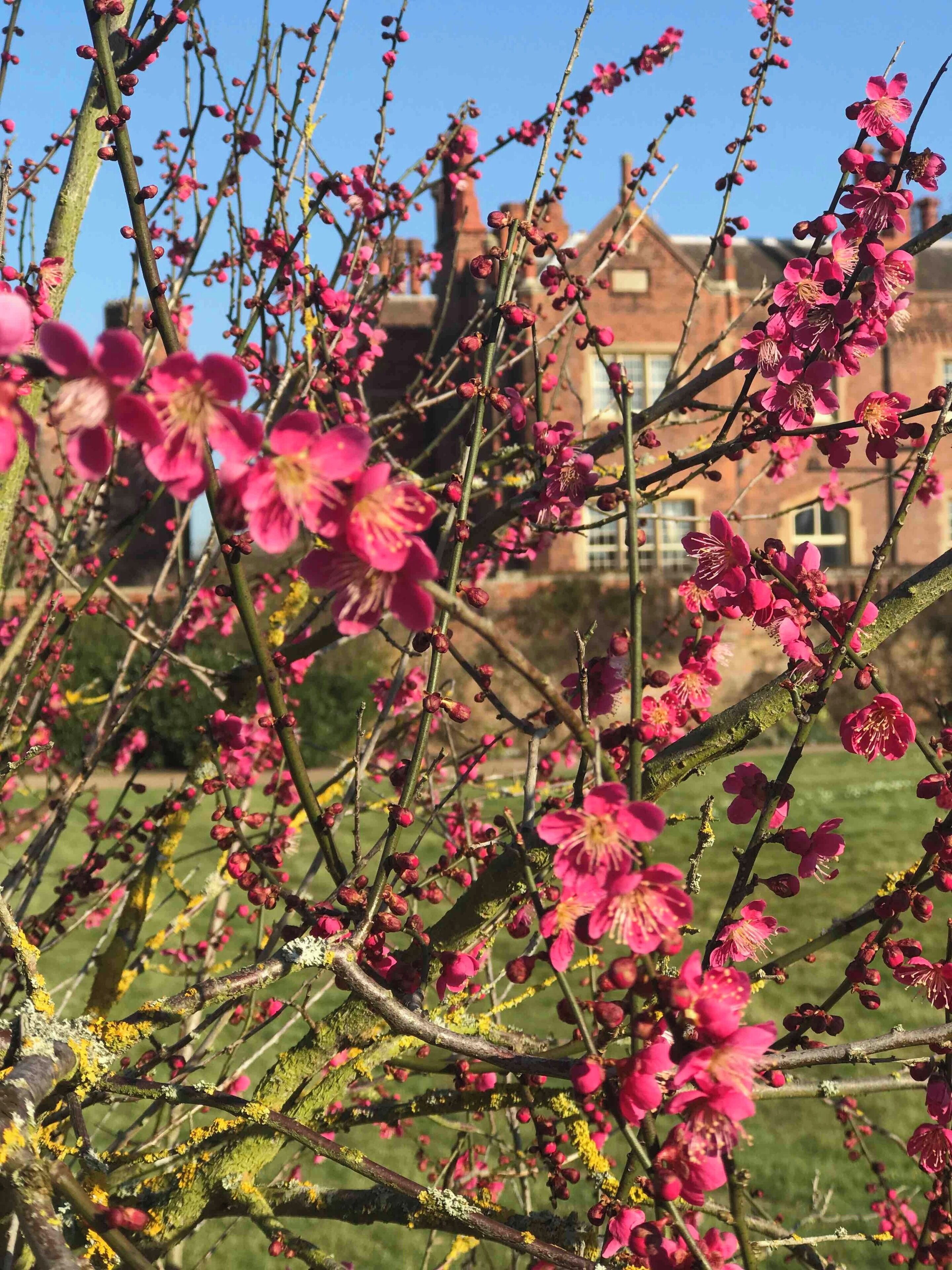 Blossom announcing spring is nearly here 😃