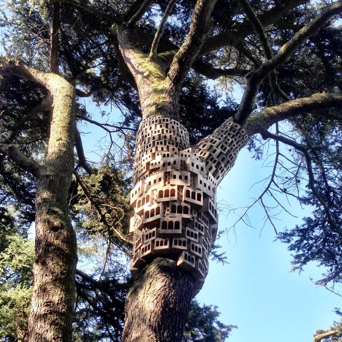 This Bug and Bird city intrigued me high up in a Cedar tree #architecture