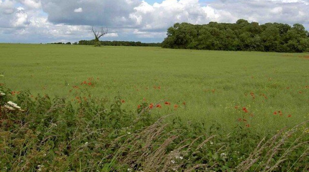 Farmland near Langold from the bridleway to Firbeck The wood is called Dog kennels plantation.