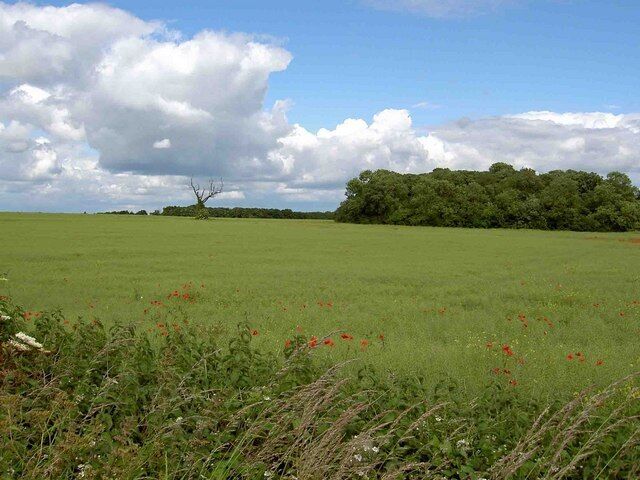 A vast green field with scattered red flowers, a lone tree, and a dense forest in the background under a partly cloudy sky.