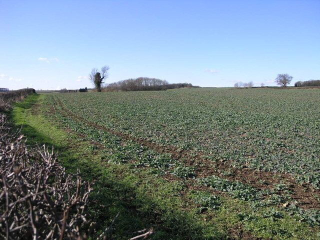 Field and Copse. A footpath runs by the side of the tree and the copse towards Dinnington.