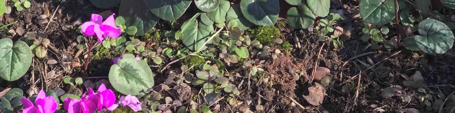 Wild cyclamen