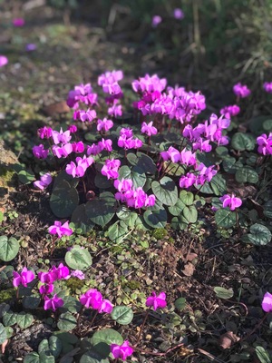 Wild cyclamen