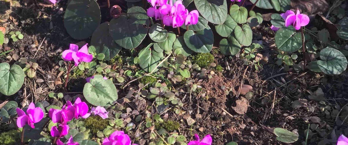 A field of purple flowers with green leaves.