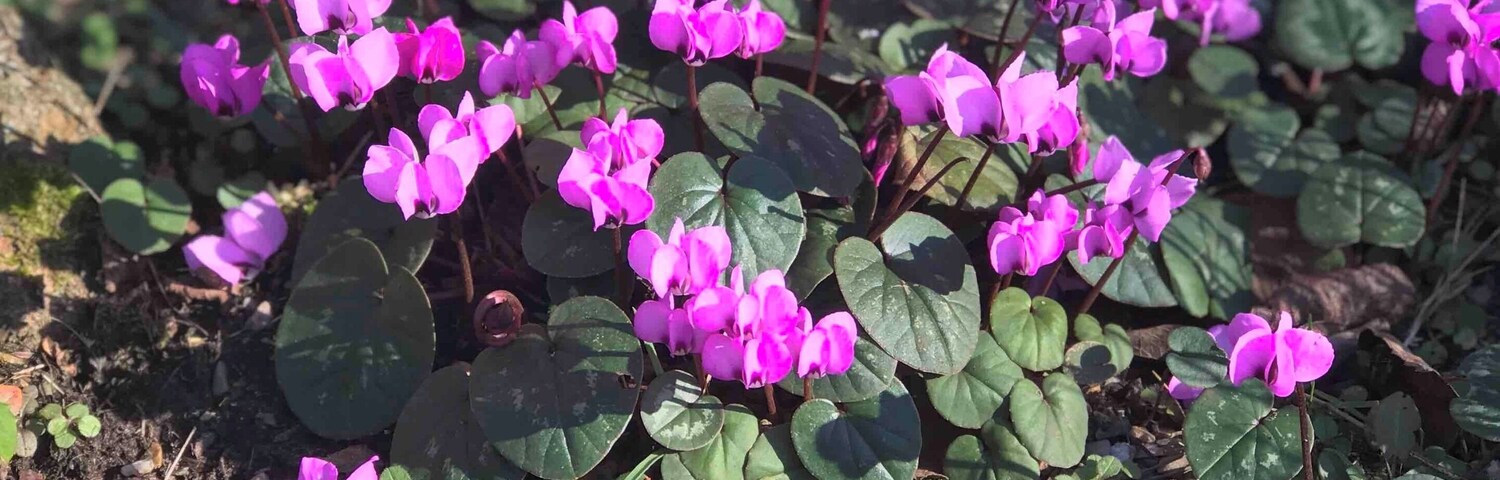 A field of purple flowers with green leaves.