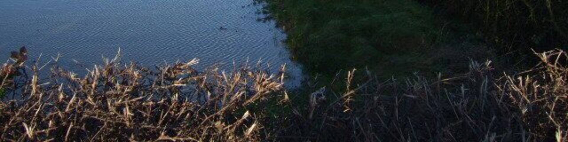 The Bottoms The wood at the far end is called The Bottoms,the ditch running along the hedge is supposed to drainn the field into Owlands Wood Dike