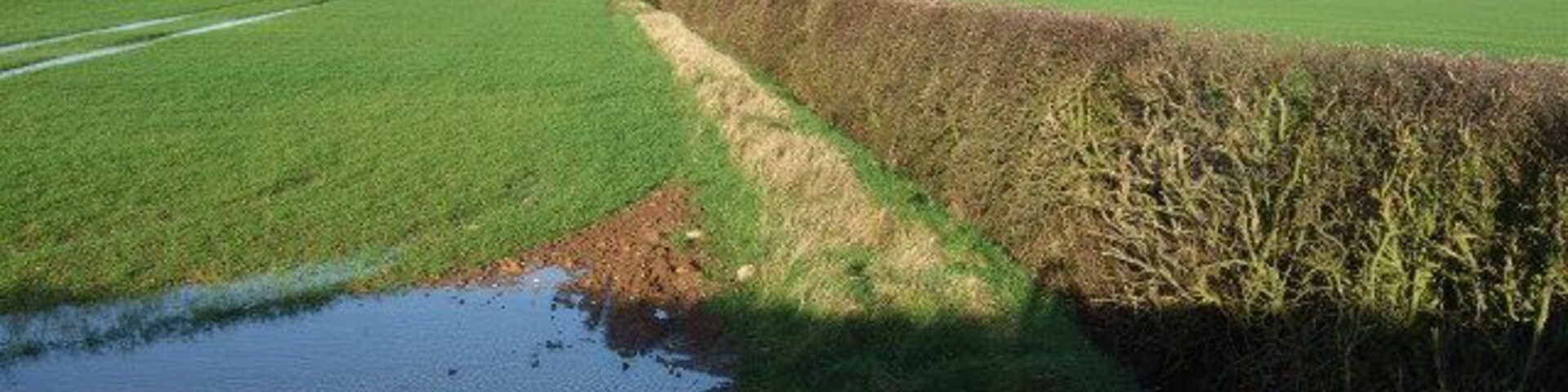 The Bottoms The wood at the far end is called The Bottoms,the ditch running along the hedge is supposed to drainn the field into Owlands Wood Dike