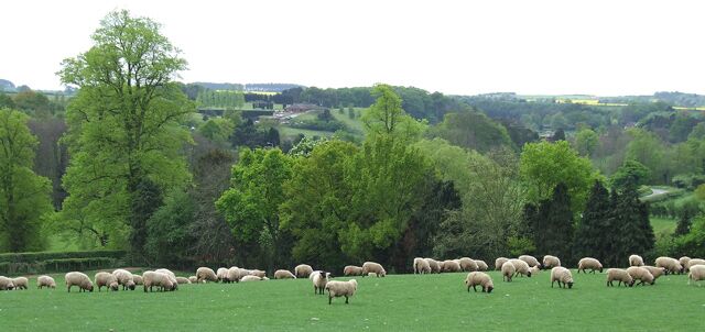 A herd of sheep grazing in a green field with trees and a distant landscape.