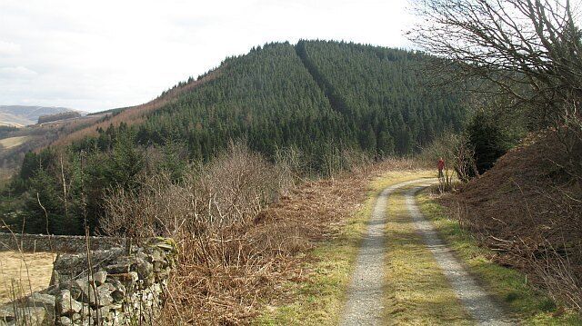 Elibank Craigs A steep hill above the Tweed. A ride can be clearly seen. The woodland is near to harvesting. View from Elibank Tower.