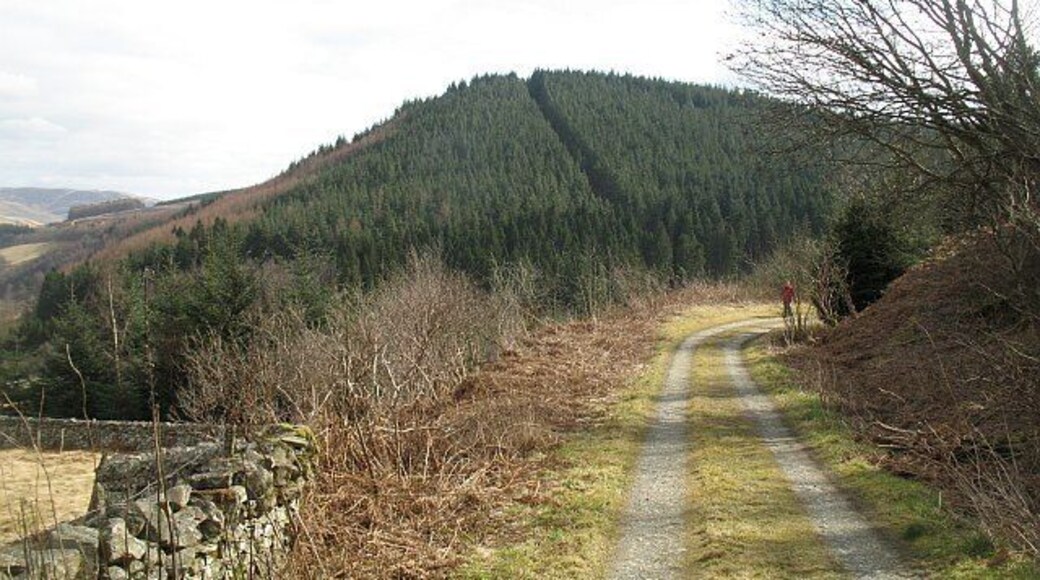 Elibank Craigs A steep hill above the Tweed. A ride can be clearly seen. The woodland is near to harvesting. View from Elibank Tower.