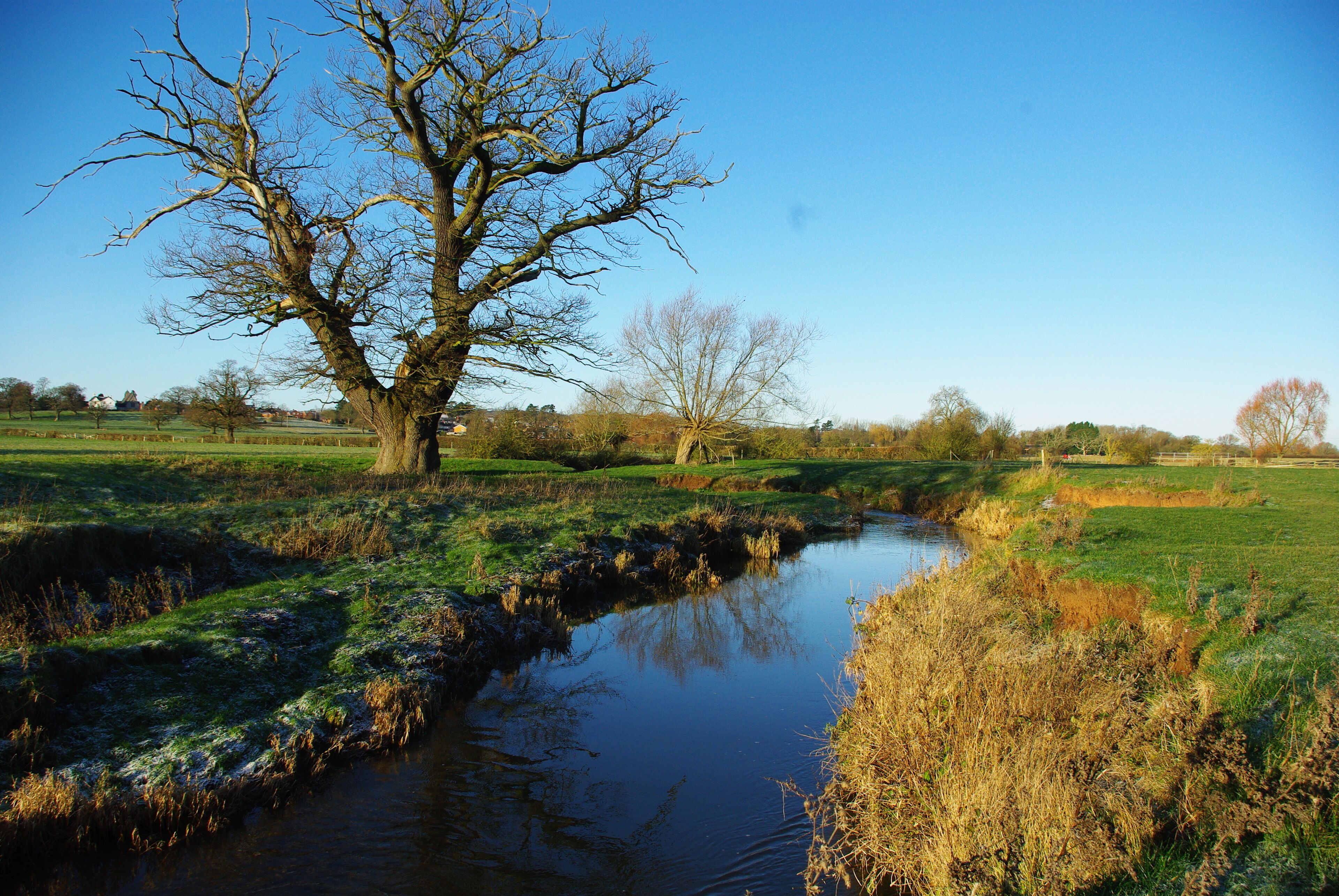 A calm river with a large tree on the left and open fields in the background.