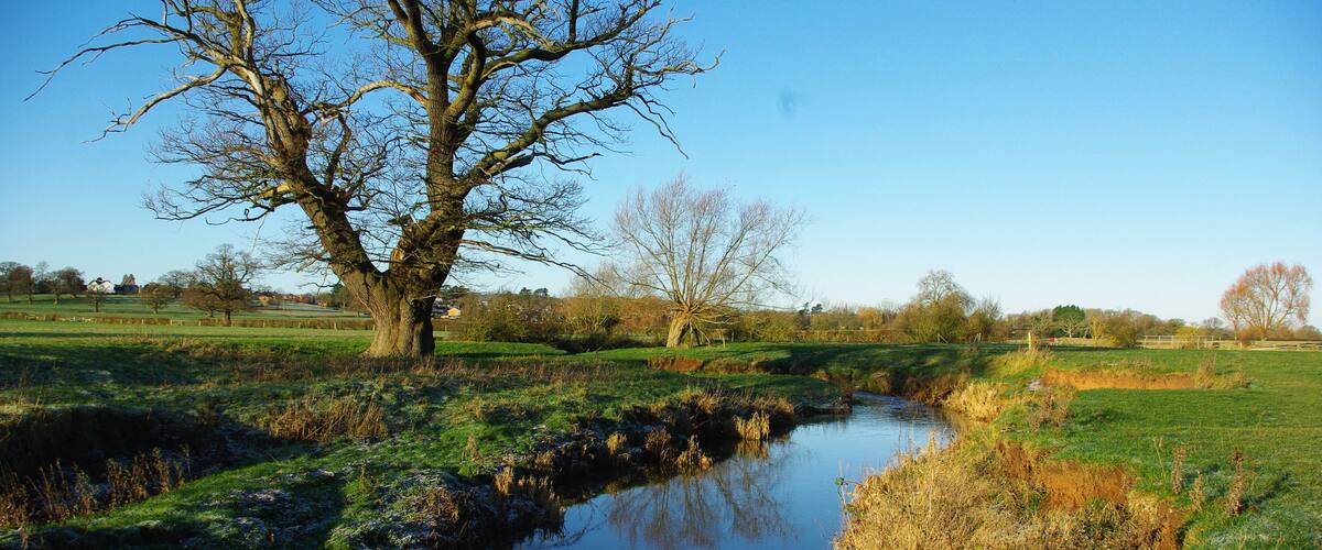 A calm river with a large tree on the left and open fields in the background.