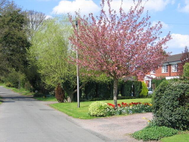 A residential street with a cherry blossom tree, well-maintained gardens, and a house in the background.