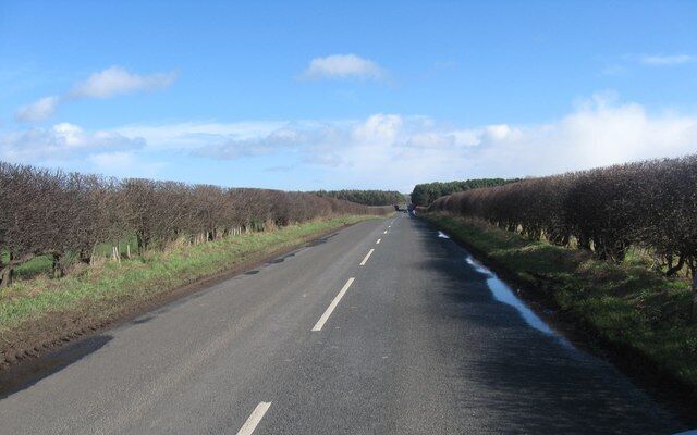 A rural road flanked by rows of trees and a clear blue sky.